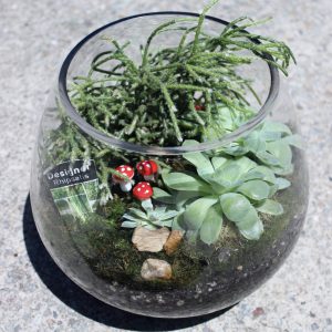 Terrarium- Traditional